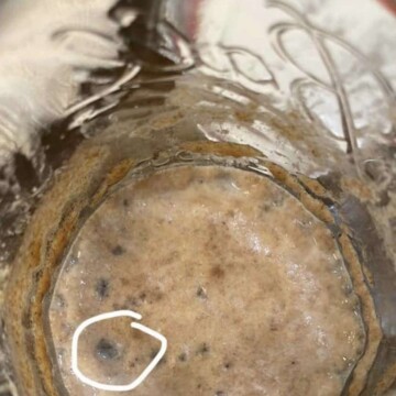 dark moldy spots on sourdough starter