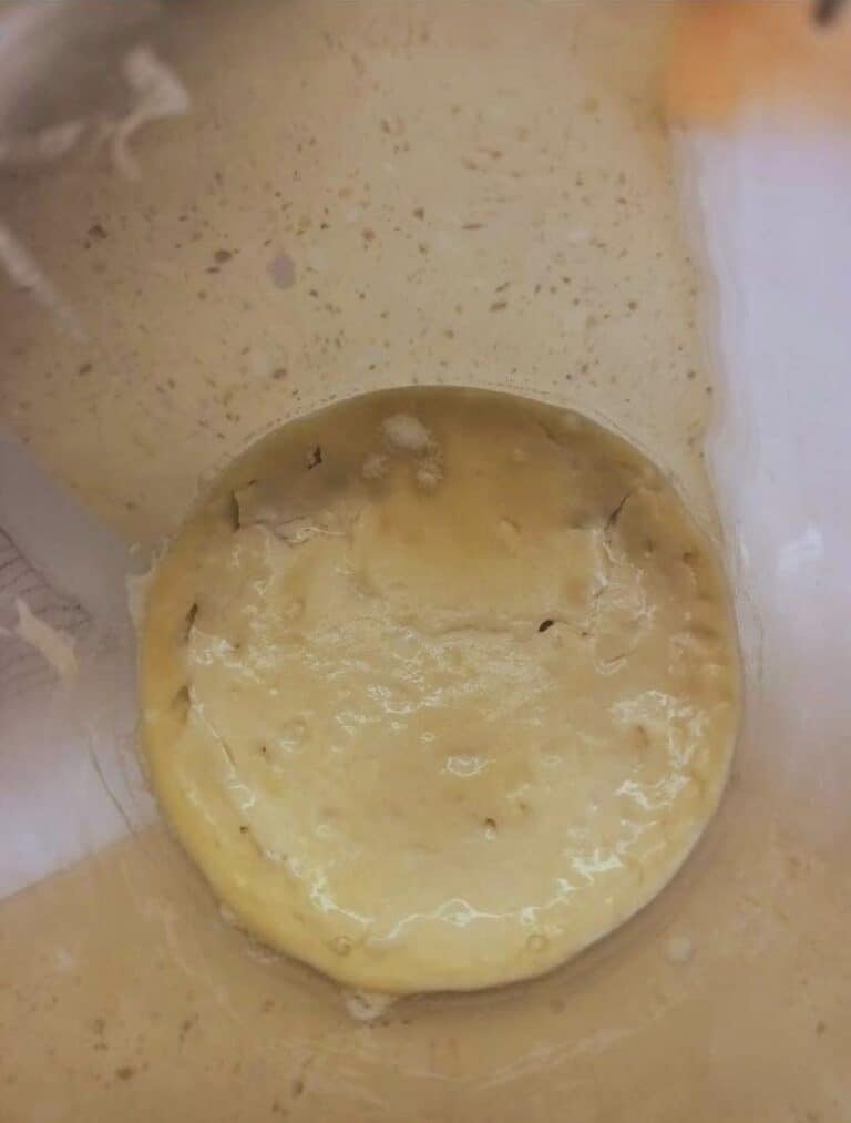 What Does Mold on Sourdough Starter Look Like? Stretch and Folds