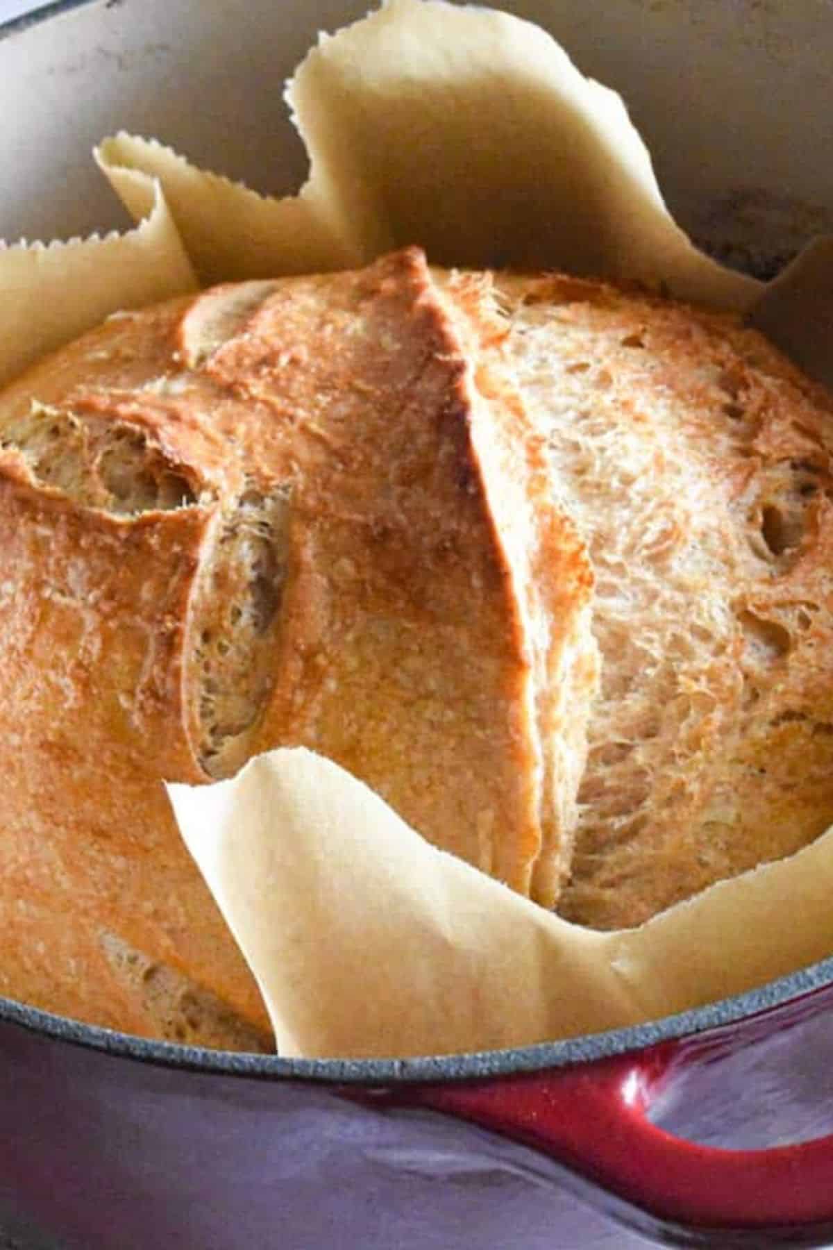 Close-up photo of sourdough bread in a Dutch oven lined with parchment paper.