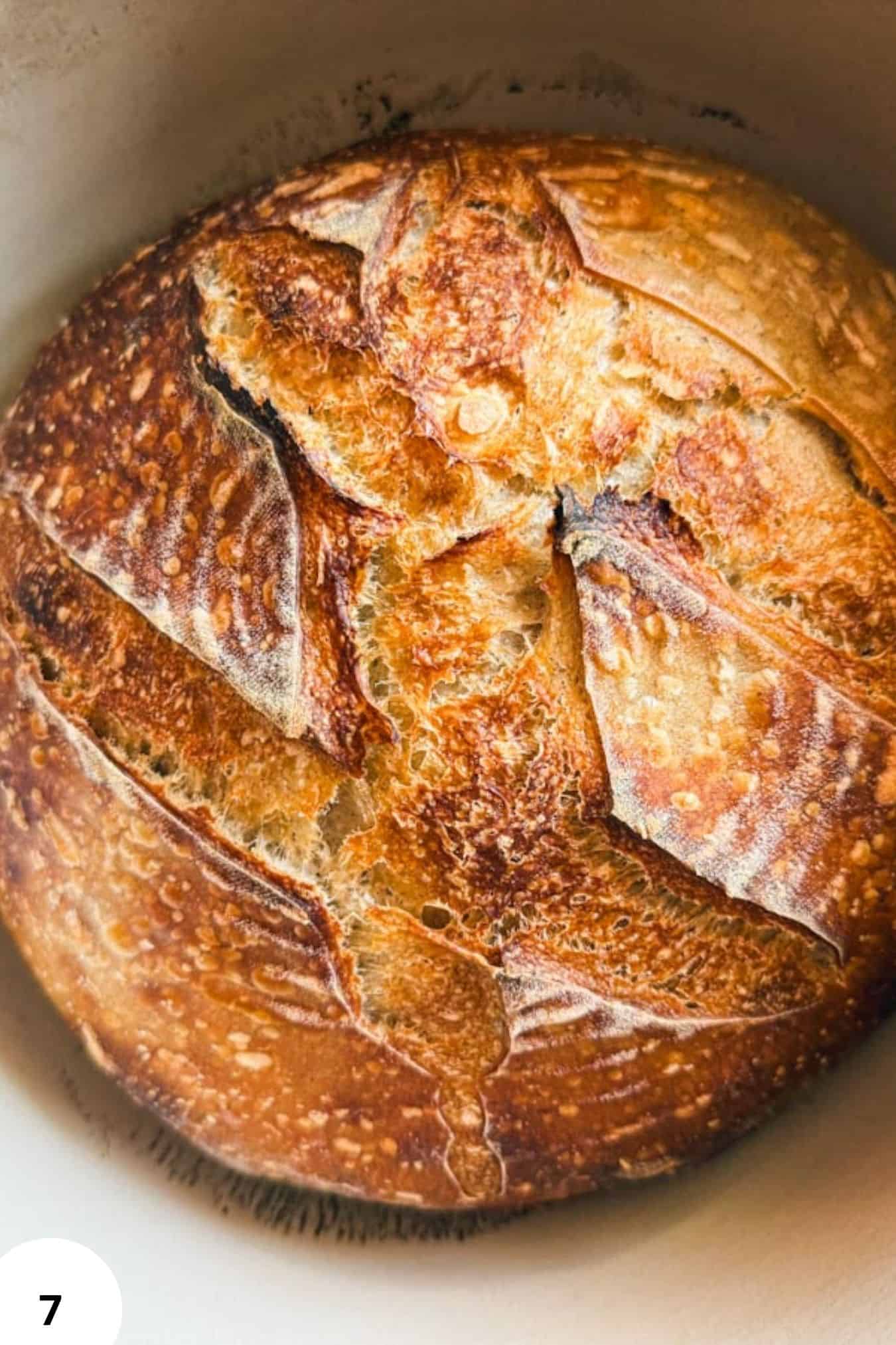 Sourdough bread with buckwheat and simple buckwheat scald, freshly baked and crusty.