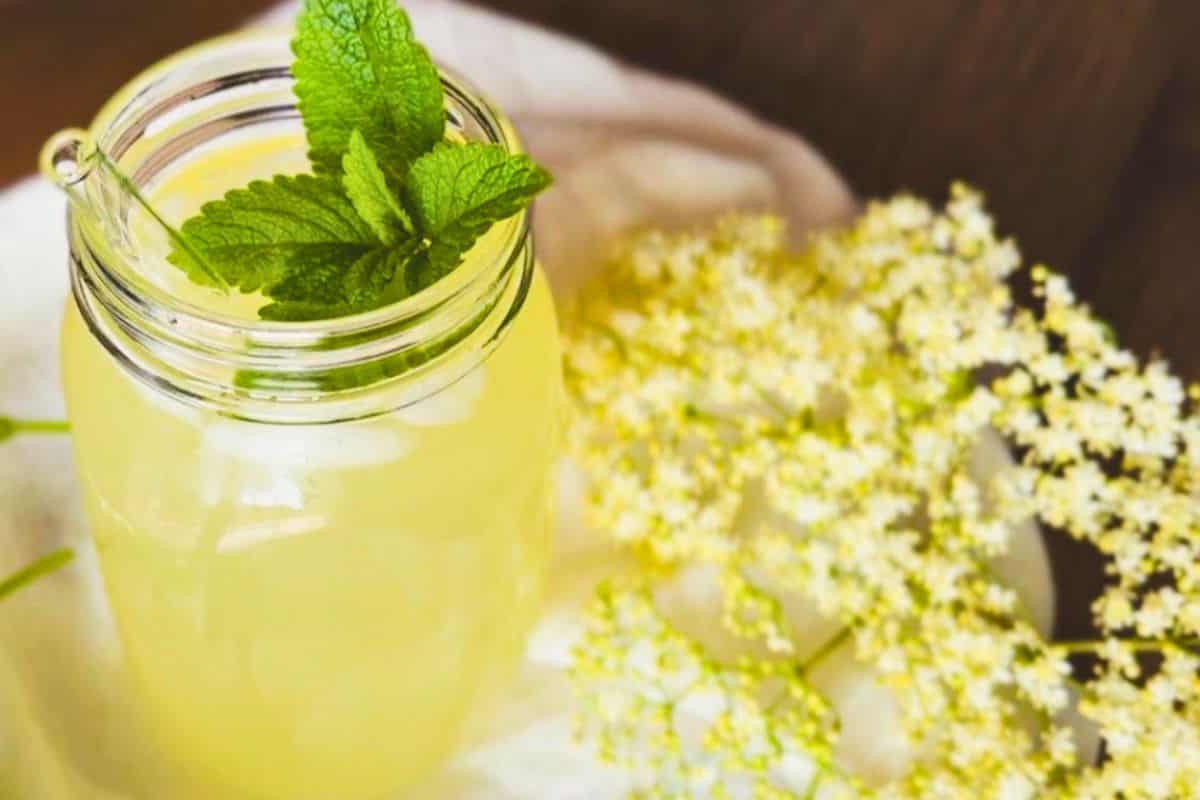 Refreshing lemonade with fresh mint leaves in a glass jar, surrounded by elderflower blossoms.