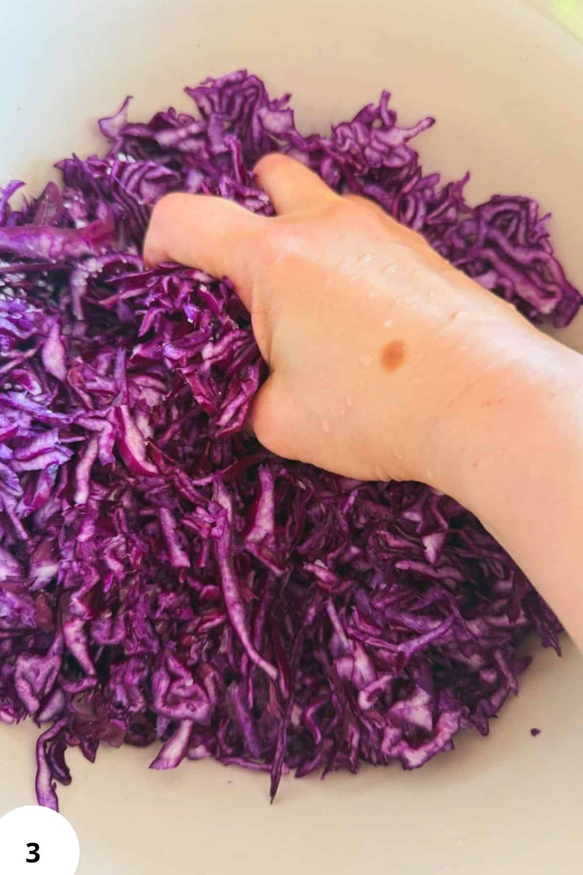 Hand mixing shredded purple cabbage in a bowl for fermentation process.