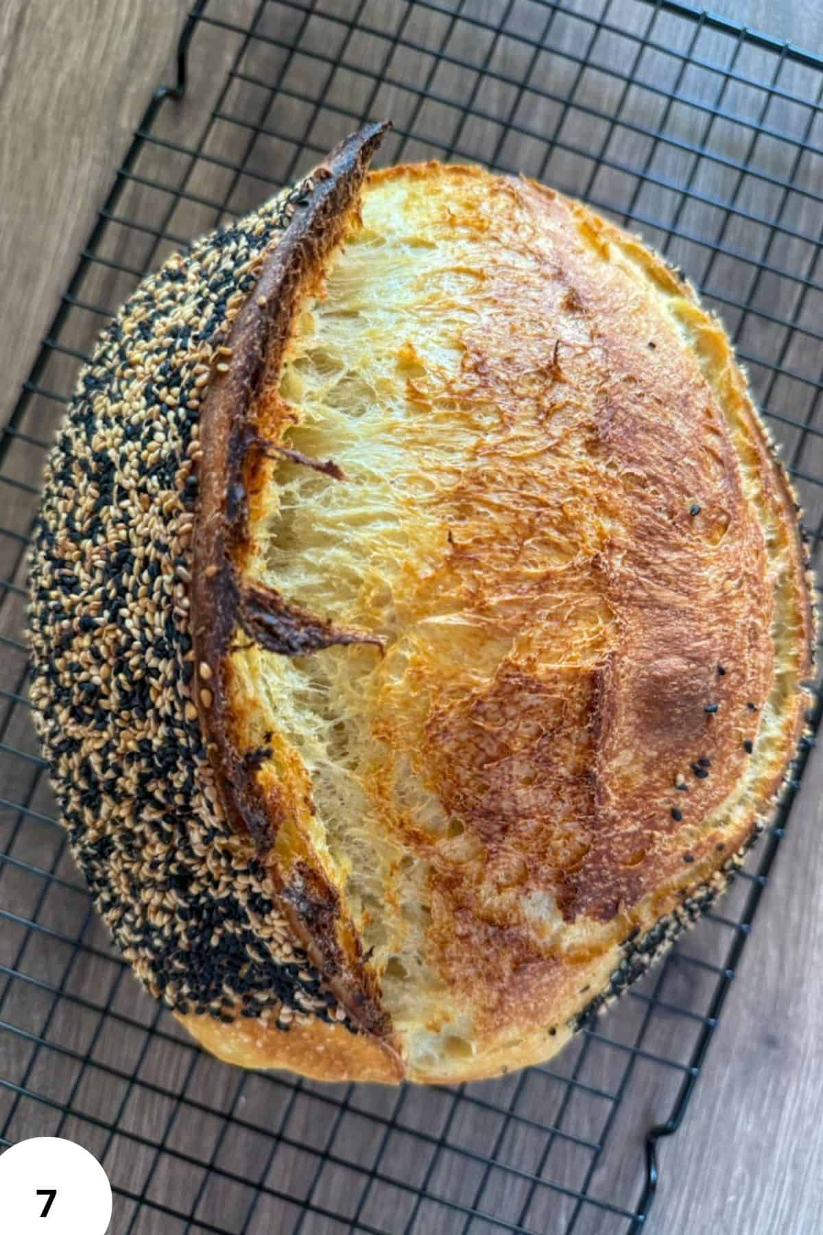 Freshly baked semolina sourdough bread with sesame seeds on crust.