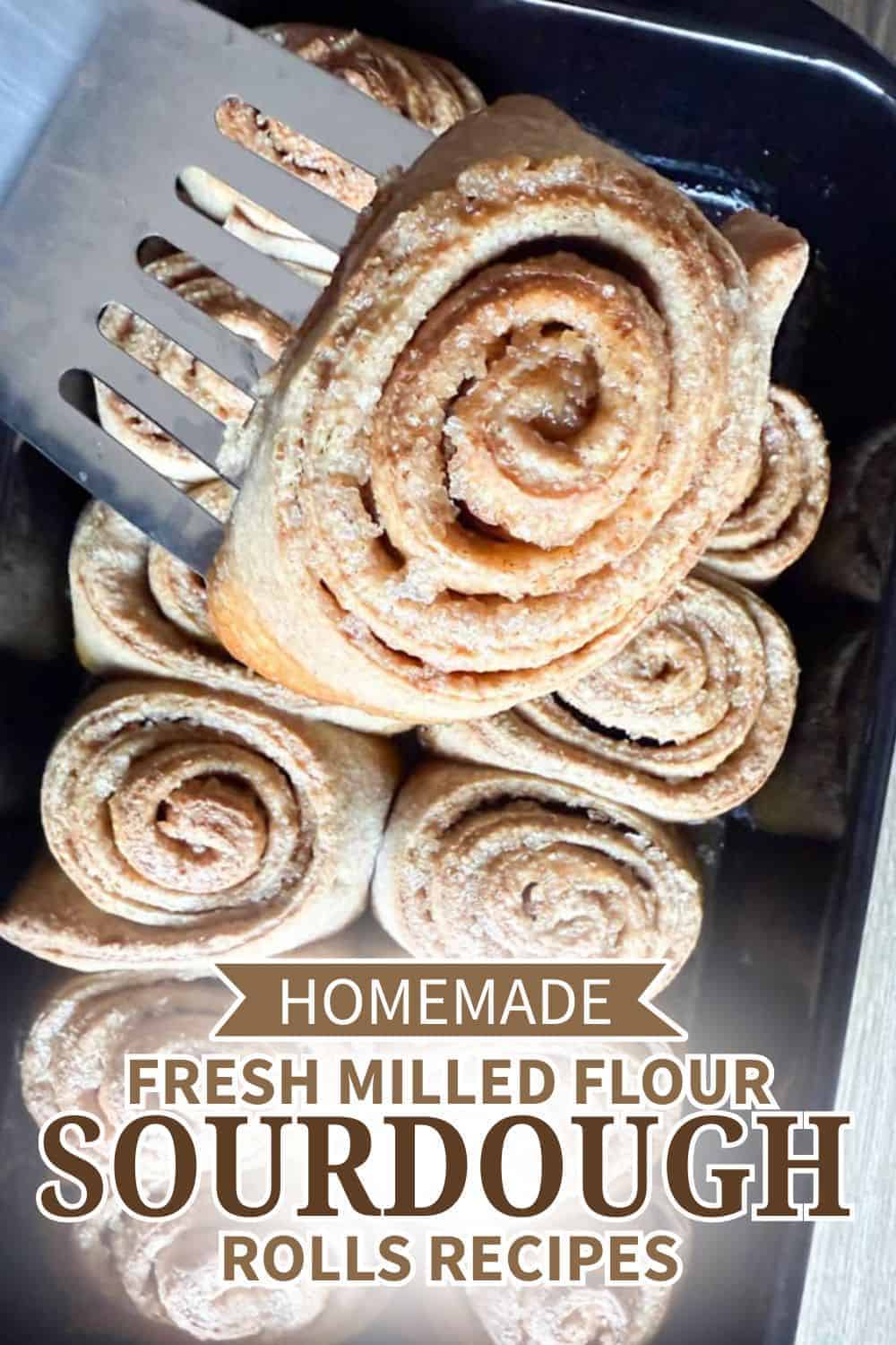 Homemade sourdough rolls made with fresh milled flour on a baking tray.