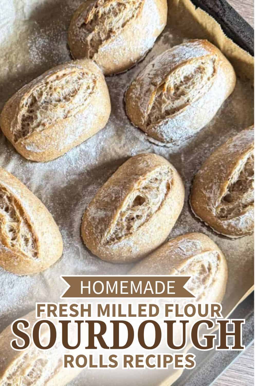 Homemade sourdough rolls made with fresh milled flour on baking tray.