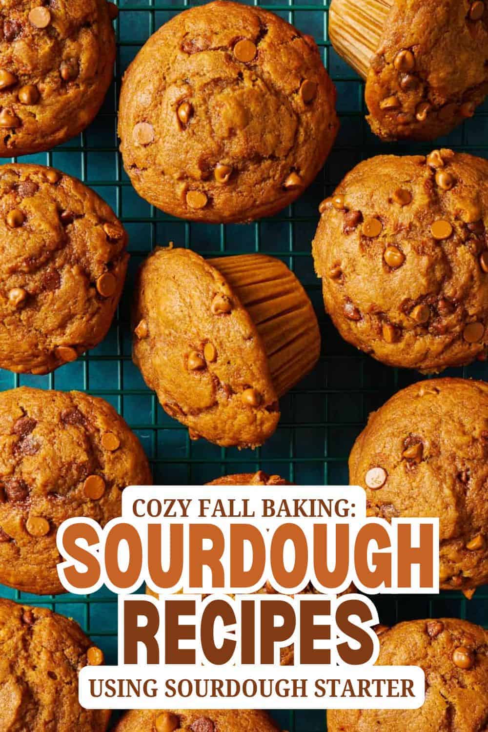 Freshly baked sourdough muffins with chocolate chips on a cooling rack.