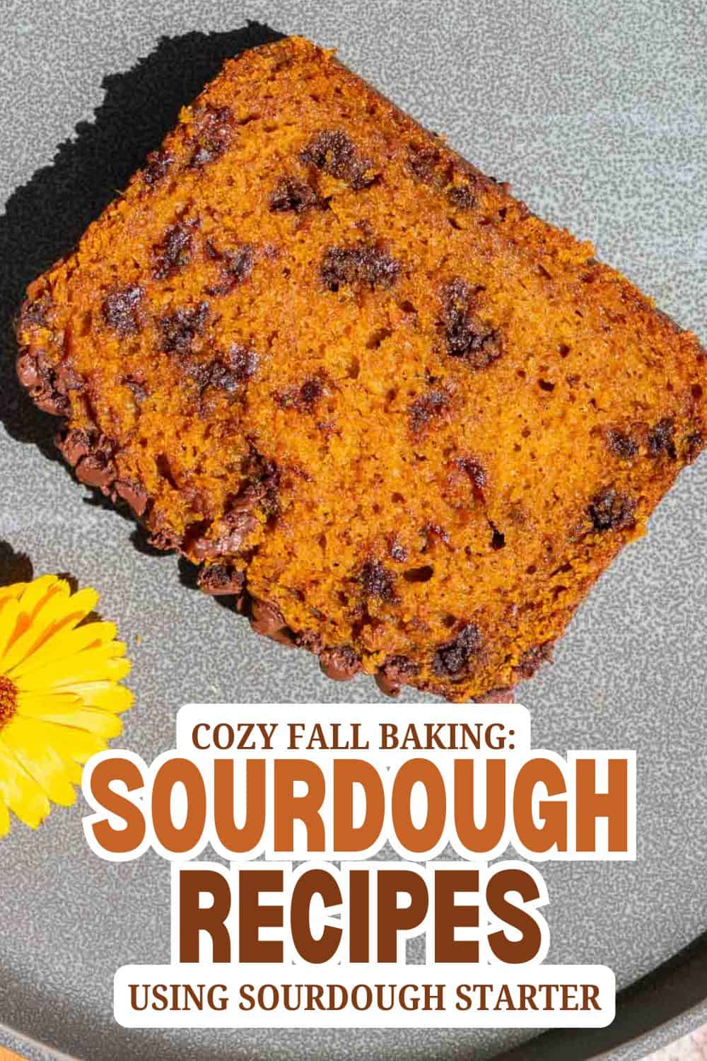 Freshly baked sourdough bread loaf with chocolate chips on top.