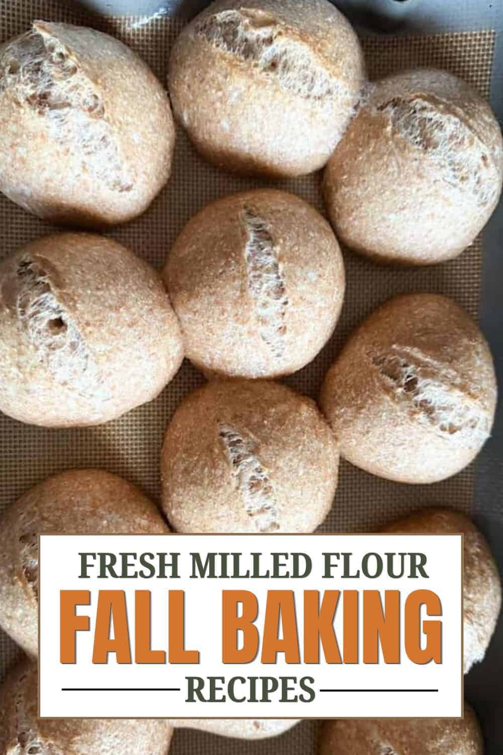 Freshly baked bread rolls made with milled flour for fall baking recipes.