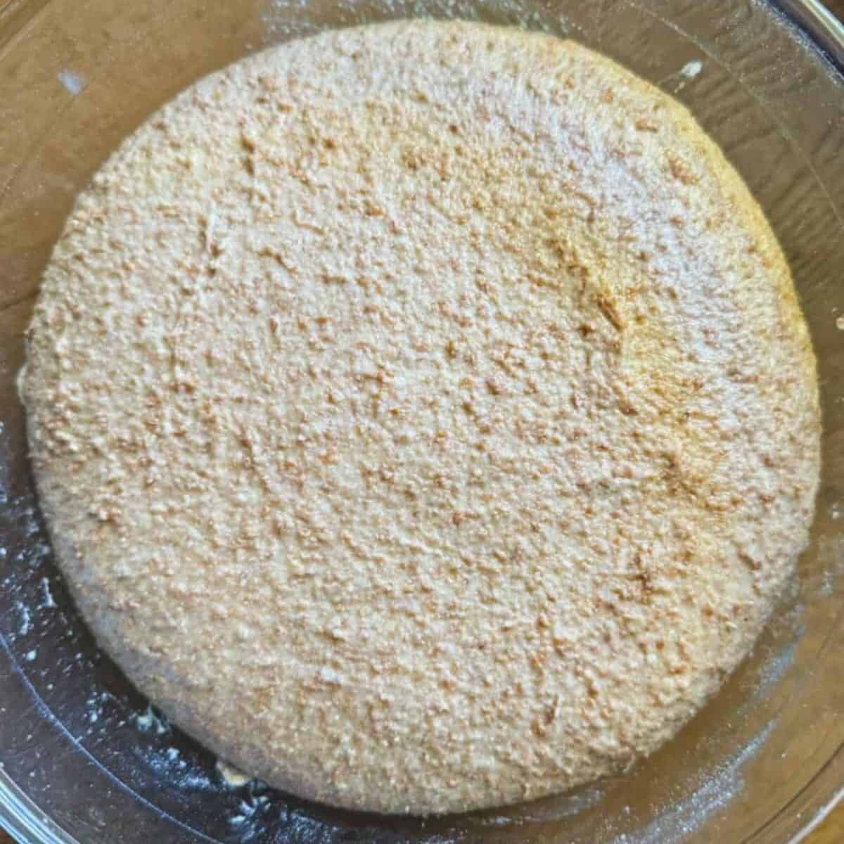 Coarse textured whole grain sourdough dough resting in a glass mixing bowl