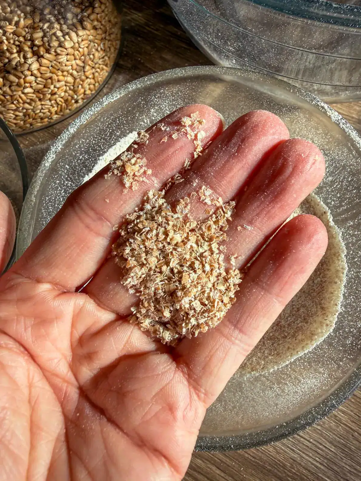 Coarse wheat bran flakes sifted out of fresh milled flour, held in an open palm